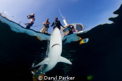 cornish blues!
canon 500d ikelite housing, tokina 10-17m... by Daryl Parker 